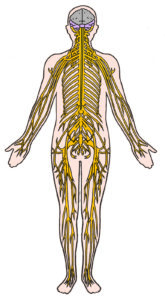 神経と背骨